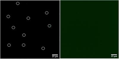 Applying TADF Emitters in Bioimaging and Sensing—A Novel Approach Using Liposomes for Encapsulation and Cellular Uptake
